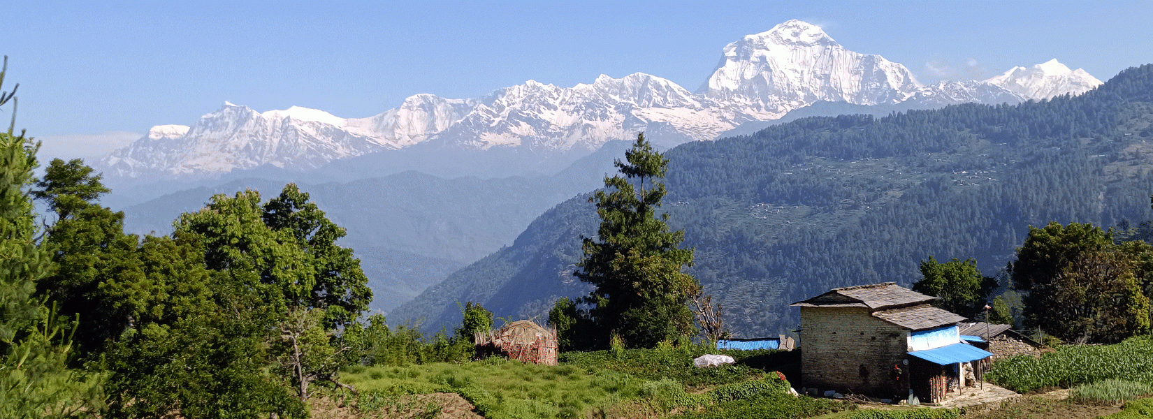 Mohare Danda Trek : Best short trek in Nepal ? - An ultimate guide