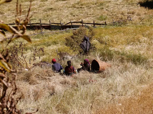Locals Taking A Break For Snacks