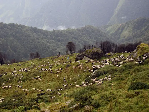 Sheep Pastureland