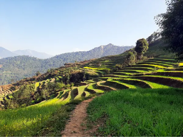 Terraced Farmlands 1